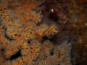 オルトマンワラエビ