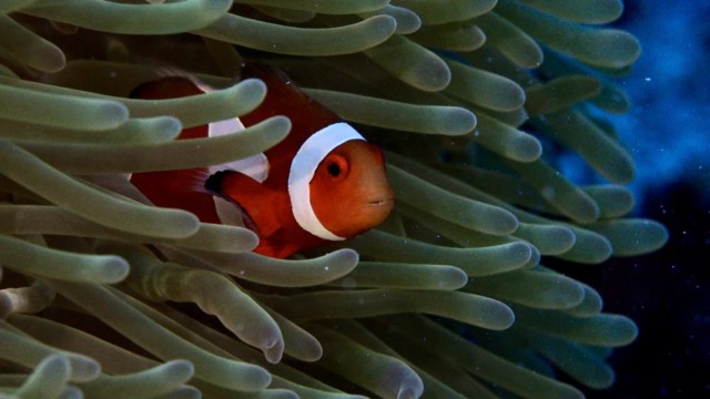 2018.11.17 慶良間諸島・唐馬