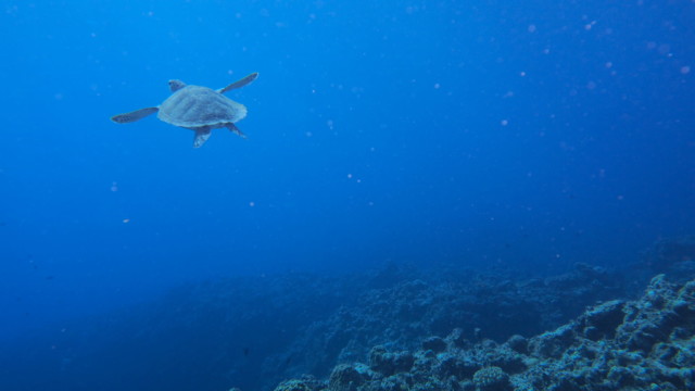 2018.11.7 沖縄・神山島