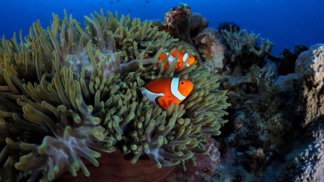 2018.8.1 座間味島・唐馬西