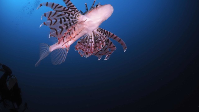 2018.2.3 富戸・ヨコバマ