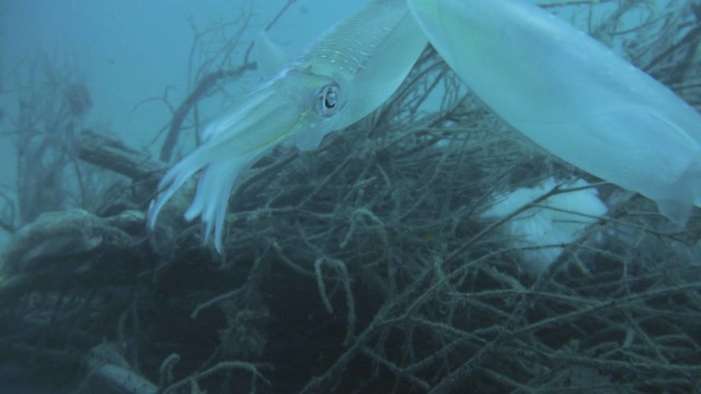 2018.8.14 富戸・ヨコバマ